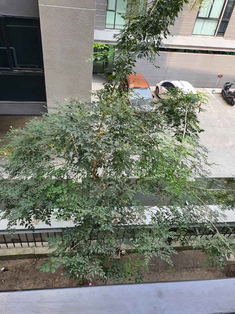 ให้เช่าคอนโดท่าพระ ตลาดพลู วุฒากาศ : ให้เช่าคอนโด Rye Talad Phlu ไรย์ ตลาดพลู  ห้องสวยมาก บิ้วอินทั้งห้อง ตึก A ชั้น 3 ราคา 11,500 บาท