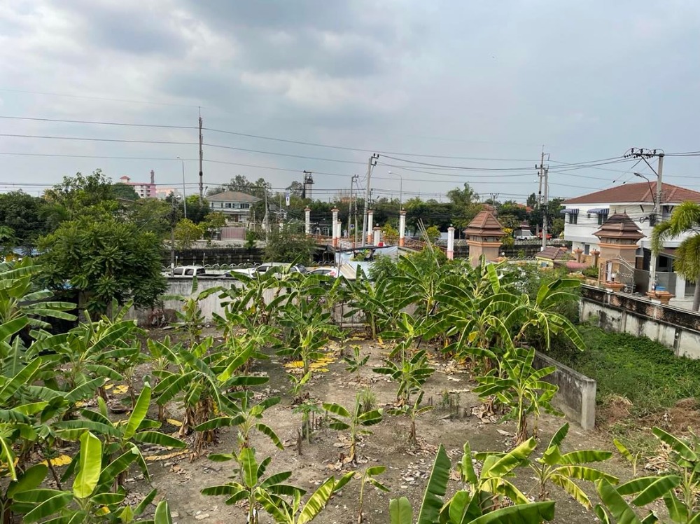 ขายที่ดินพุทธมณฑล ศาลายา : ขาย/ให้เช่าบ้านเดี่ยว 3 หลัง พร้อมที่ดิน  4 ไร่ 17 ตร.วา  ติด ม.มณฑล7  คลองทวีวัฒนา  หลักสอง  บางแค  กรุงเทพ