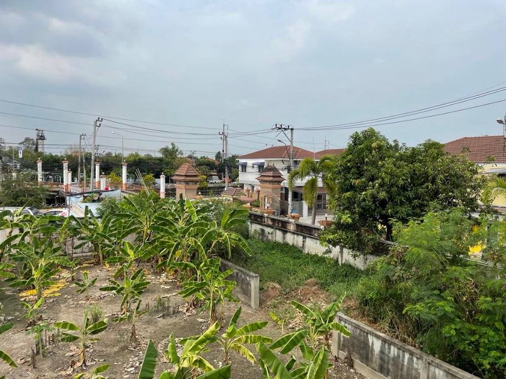 ขายที่ดินพุทธมณฑล ศาลายา : ขาย/ให้เช่าบ้านเดี่ยว 3 หลัง พร้อมที่ดิน  4 ไร่ 17 ตร.วา  ติด ม.มณฑล7  คลองทวีวัฒนา  หลักสอง  บางแค  กรุงเทพ