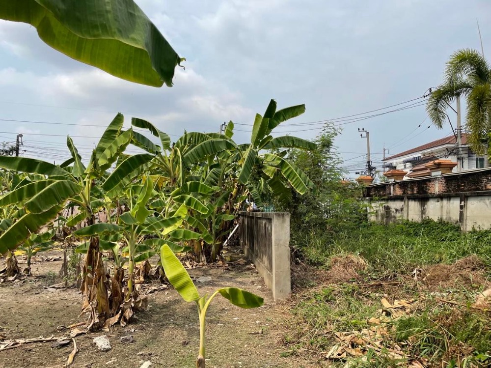 ขายที่ดินพุทธมณฑล ศาลายา : ขาย/ให้เช่าบ้านเดี่ยว 3 หลัง พร้อมที่ดิน  4 ไร่ 17 ตร.วา  ติด ม.มณฑล7  คลองทวีวัฒนา  หลักสอง  บางแค  กรุงเทพ