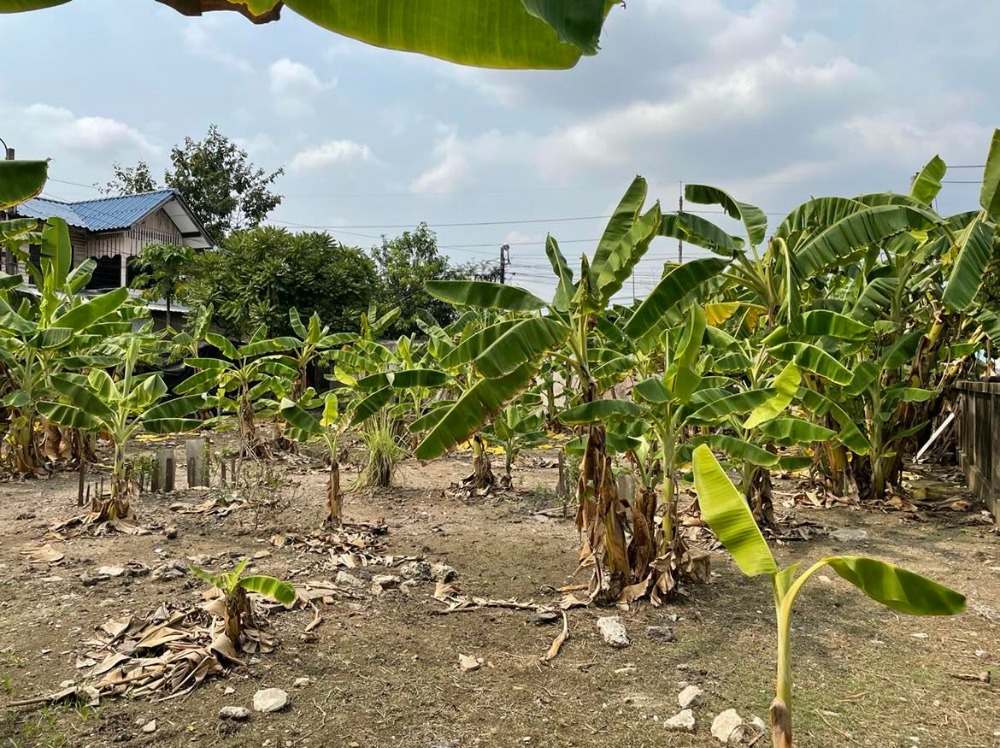 ขายที่ดินพุทธมณฑล ศาลายา : ขายบ้าน 3 หลังพร้อม ที่ดิน 4 ไร่ 17 ตารางวา  ติดหมู่บ้านมณฑล7   ถนนทวีวัฒนา  หลักสอง  บางแค  กรุงเทพ