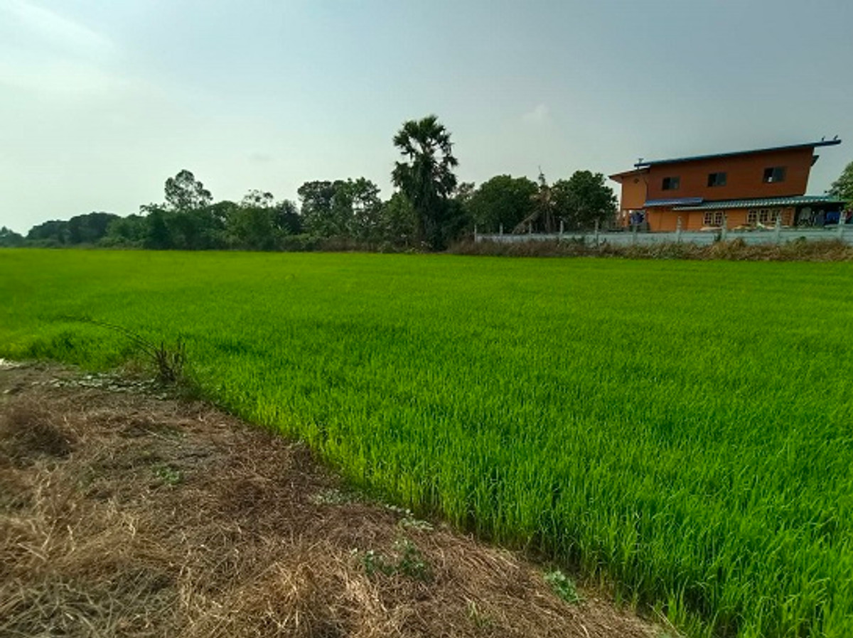 For SaleLandAyutthaya : Land for sale near Wat Pakkran, Ayutthaya, area 5 rai 3 ngan 84 sq m, suitable for agriculture. or build a house