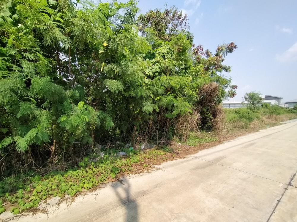 ขายที่ดินลาดกระบัง สุวรรณภูมิ : ขายที่ดินลาดกระบัง ใกล้แยกหนองจอก- สุวินทวงศ์ ขนาด 236 ตร.ว. ถนนคอนกรีต สาธารณูปโภคครบ