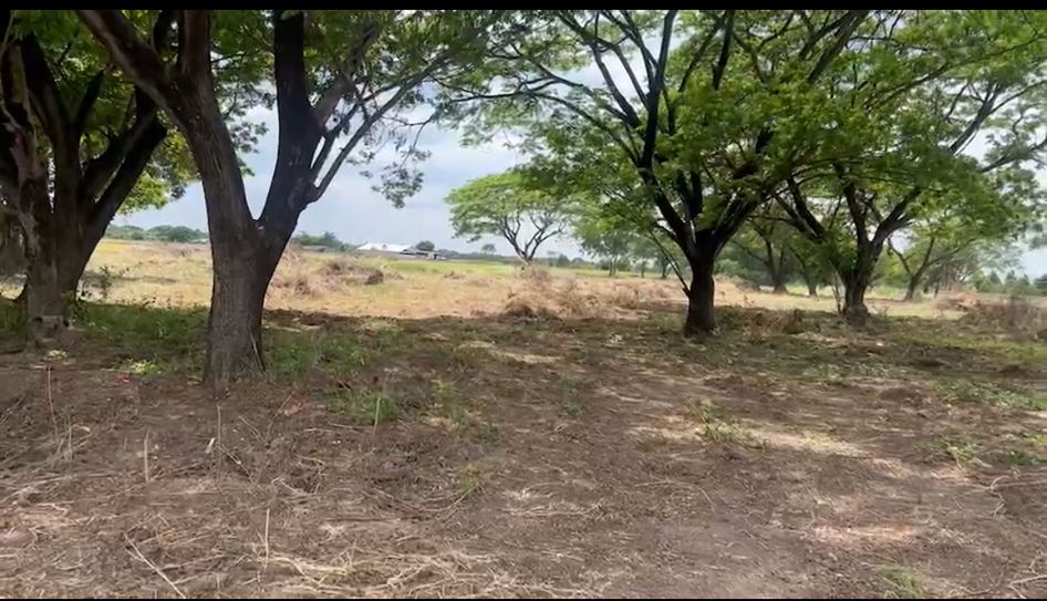 For SaleLandPathum Thani,Rangsit, Thammasat : Land for sale, 14 rai, 2 ngan, 43 square wa, Khlong Hok (Khlong 7 on the west side), Khlong Luang, Pathum Thani.