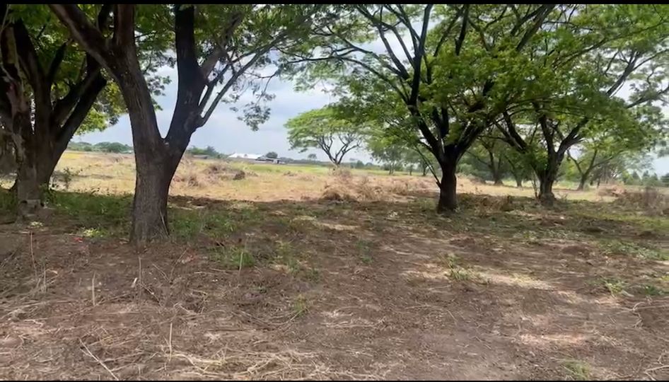 ขายที่ดินปทุมธานี รังสิต ธรรมศาสตร์ : ขายที่ดินเปล่า  14 ไร่ 2 งาน 43 ตารางวา  คลองหก (คลอง7ฝั่งตะวันตก)  คลองหลวง  ปทุมธานี