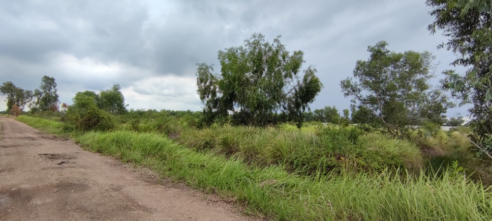 ขายที่ดินปทุมธานี รังสิต ธรรมศาสตร์ : ขาย ที่ดิน 2 ไร่ คลอง 14 หนองเสือ ปทุมธานี ใกล้ถนนเลียบคลอง 14  เจ้าของขายเอง