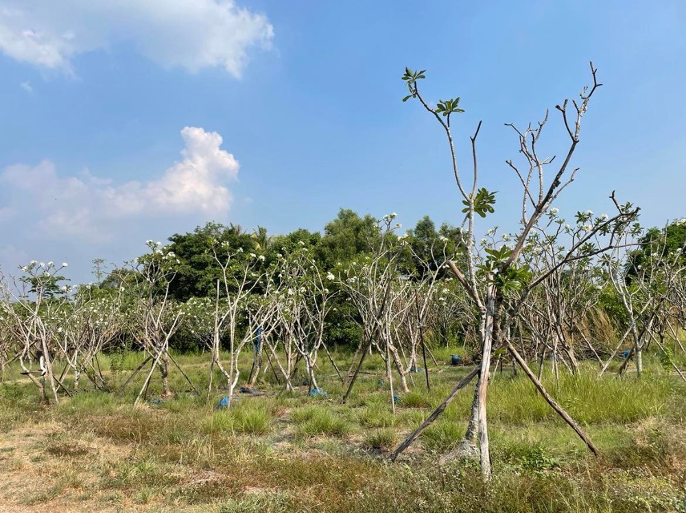 ขายที่ดินปทุมธานี รังสิต ธรรมศาสตร์ : ขายที่ดินถมแล้วบางส่วน 58 ไร่ 1 งาน 33 ตารางวา ใกล้ อบต.คลอง6 ถ.เลียบคลองหก  คลองหลวง ปทุมธานี(ธัญบุรี)12120