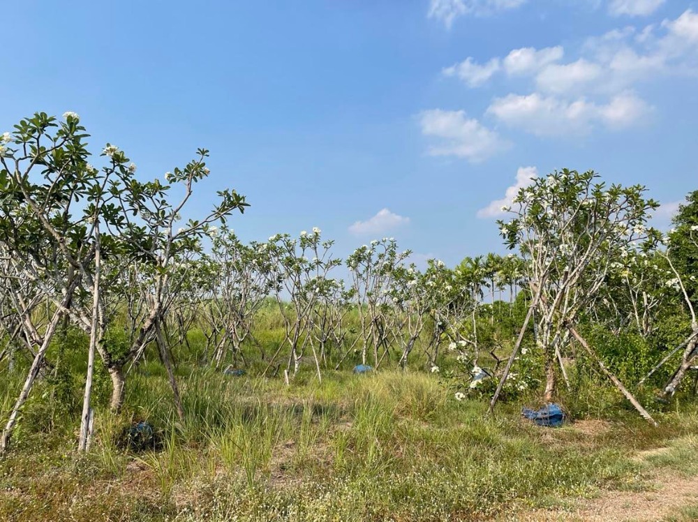 ขายที่ดินปทุมธานี รังสิต ธรรมศาสตร์ : ขายที่ดินถมแล้วบางส่วน 58 ไร่ 1 งาน 33 ตารางวา ใกล้ อบต.คลอง6 ถ.เลียบคลองหก  คลองหลวง ปทุมธานี(ธัญบุรี)12120