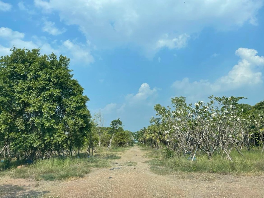 ขายที่ดินปทุมธานี รังสิต ธรรมศาสตร์ : ขายที่ดินถมแล้วบางส่วน 58 ไร่ 1 งาน 33 ตารางวา ใกล้ อบต.คลอง6 ถ.เลียบคลองหก  คลองหลวง ปทุมธานี(ธัญบุรี)12120