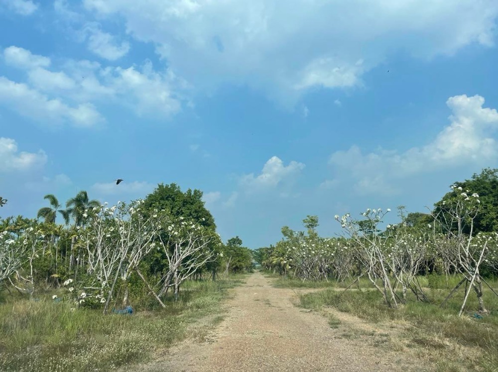 ขายที่ดินปทุมธานี รังสิต ธรรมศาสตร์ : ขายที่ดินถมแล้วบางส่วน 58 ไร่ 1 งาน 33 ตารางวา ใกล้ อบต.คลอง6 ถ.เลียบคลองหก  คลองหลวง ปทุมธานี(ธัญบุรี)12120